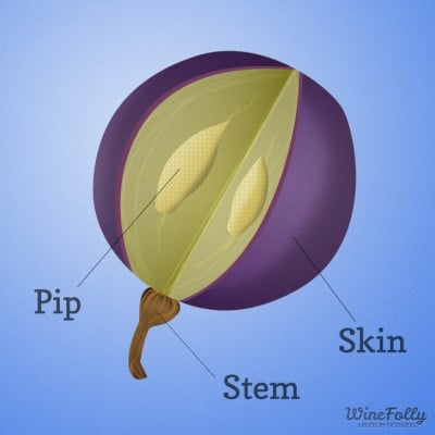 anatomy of a wine grape 400x400 1